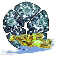 ALIVE AZ EGÉSZSÉGÉRT ÉS REGENERÁCIÓÉRT